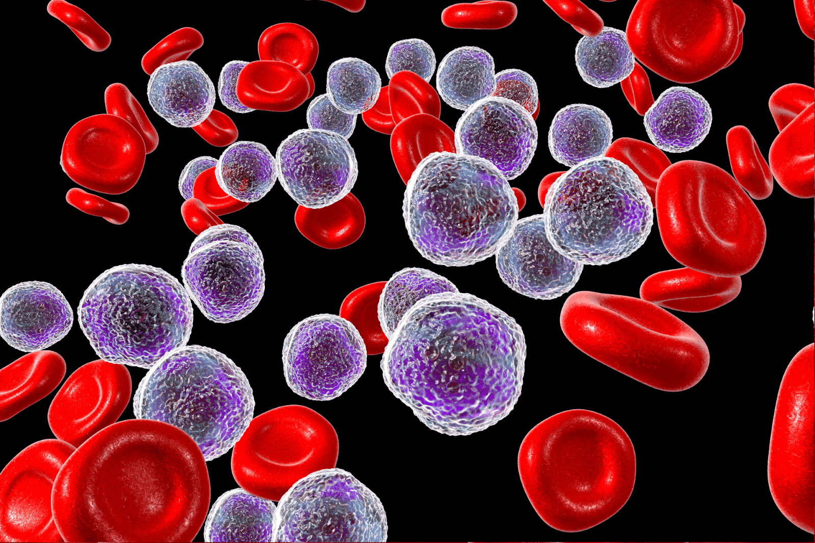 3D illustration of red and white blood cells under a microscope.