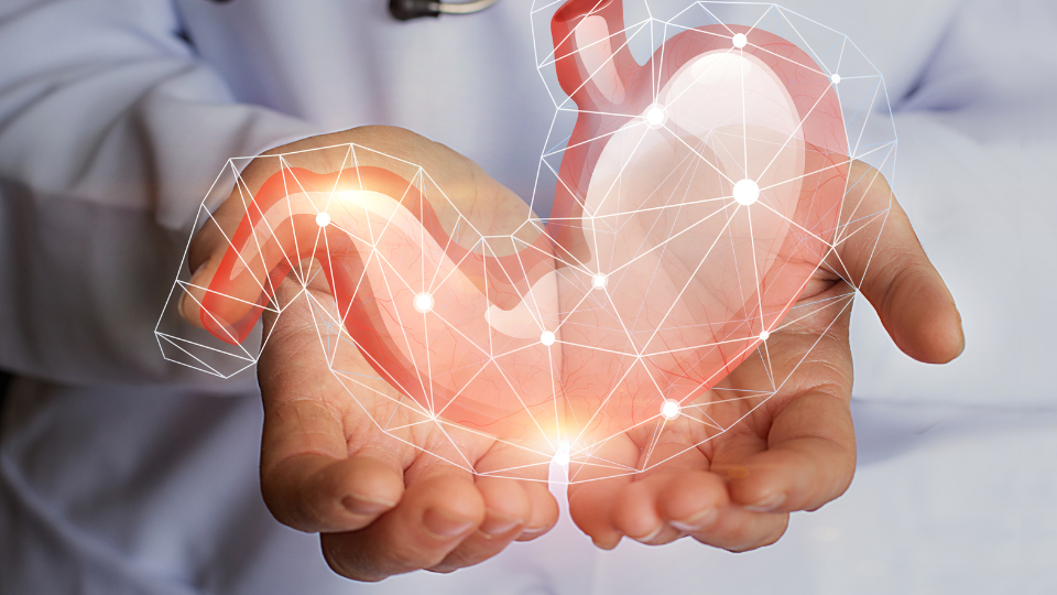 Bladder illustration in hands