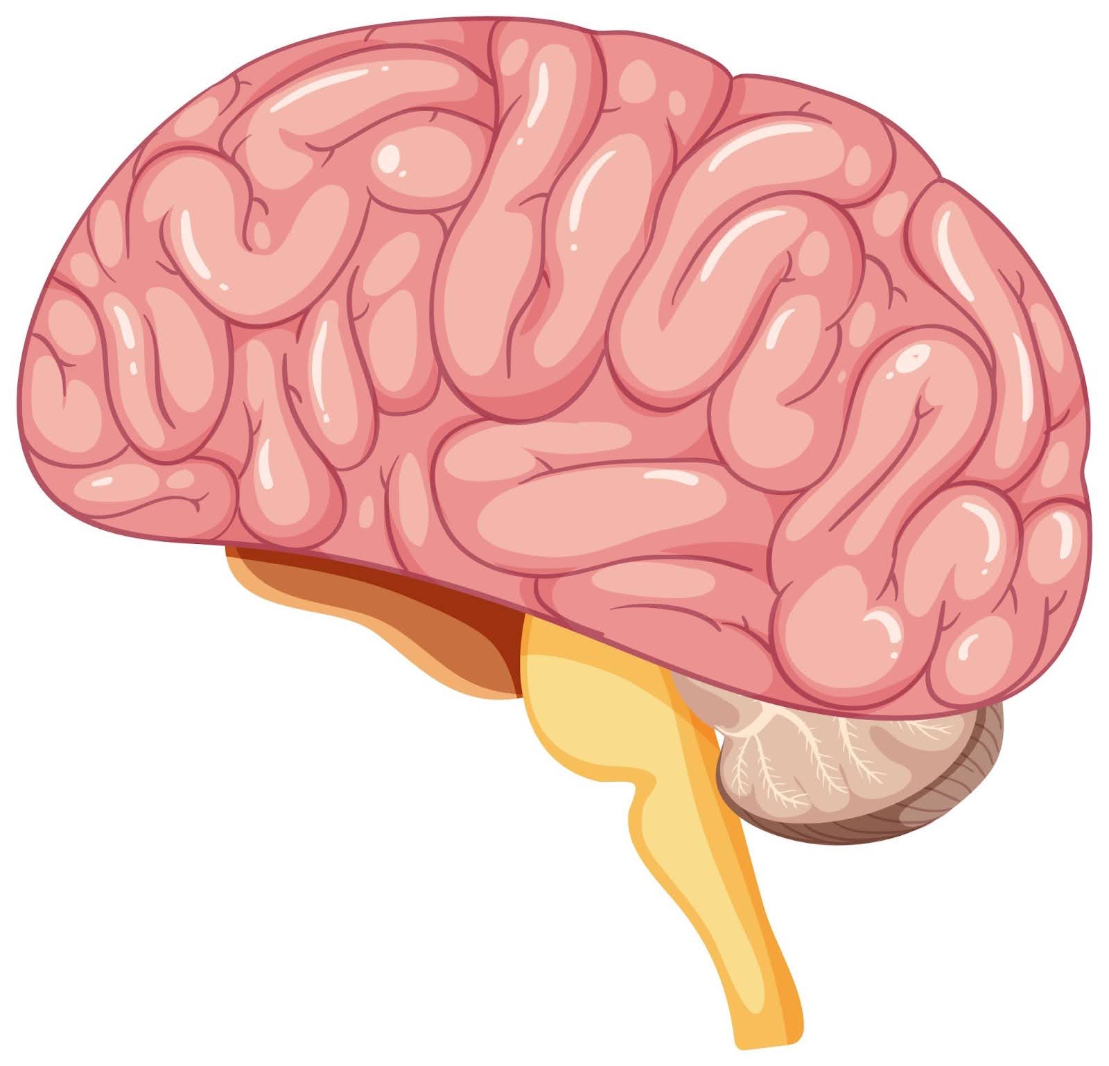 Brain anatomy vector illustration