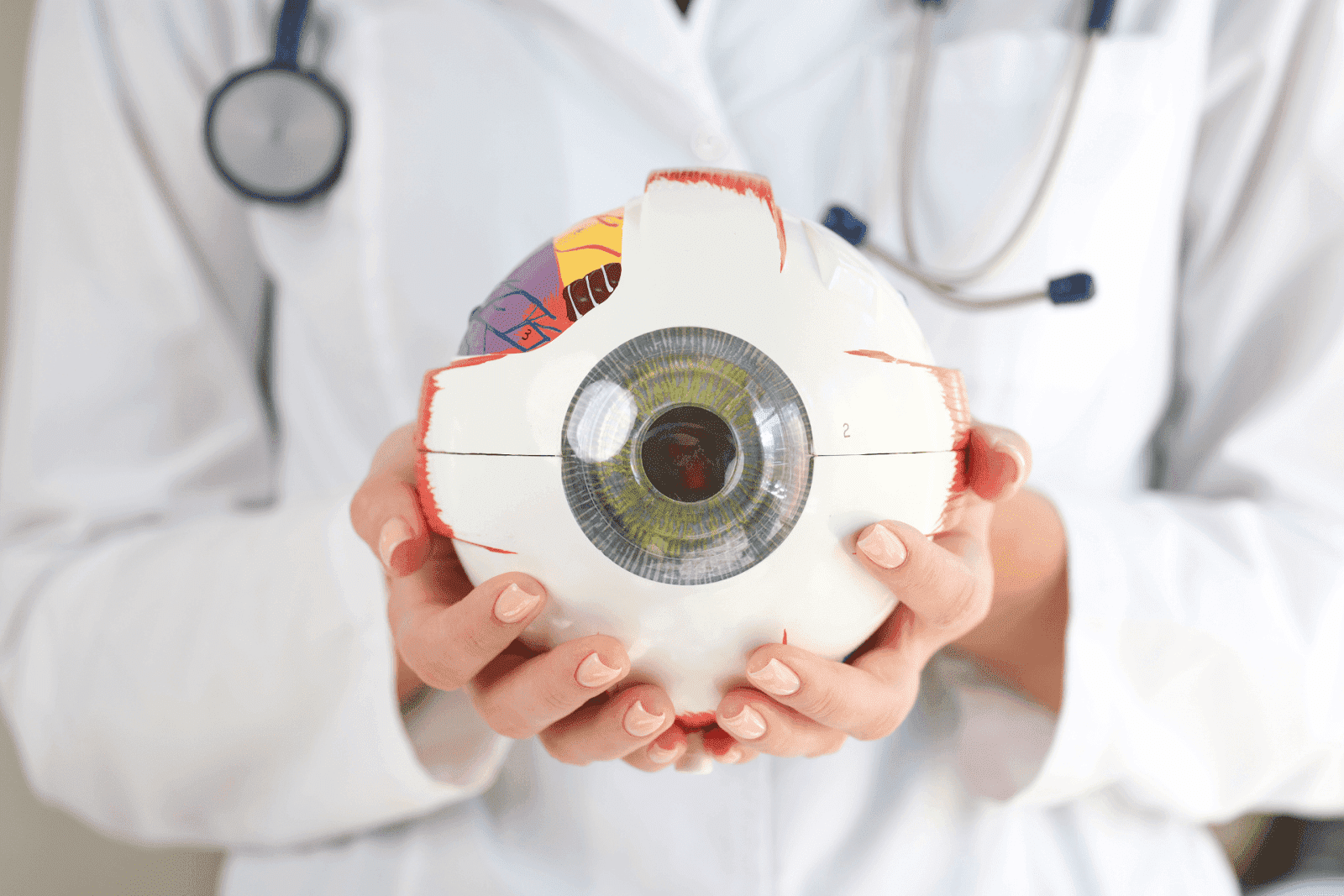 Close-up of a doctor holding a large anatomical model of a human eye.
