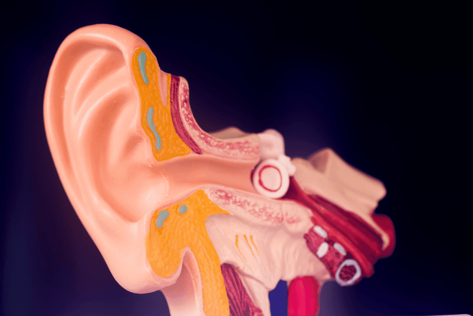 Close-up of an anatomical model showing the inner and outer structure of a human ear.