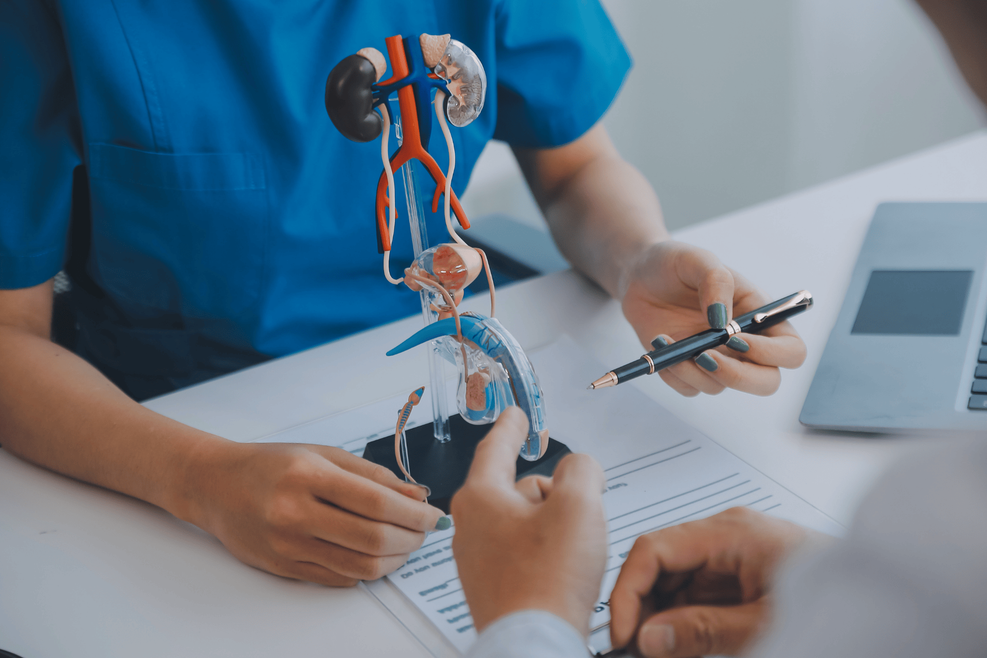 Doctor explaining a model of the human urinary system during consultation.