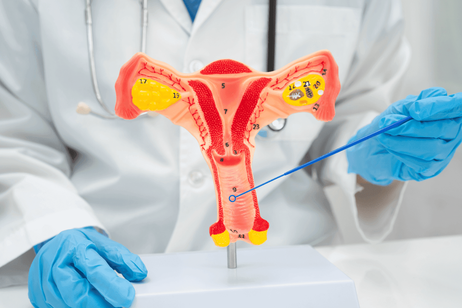 Doctor holding a 3D model of the female reproductive system with a pointer