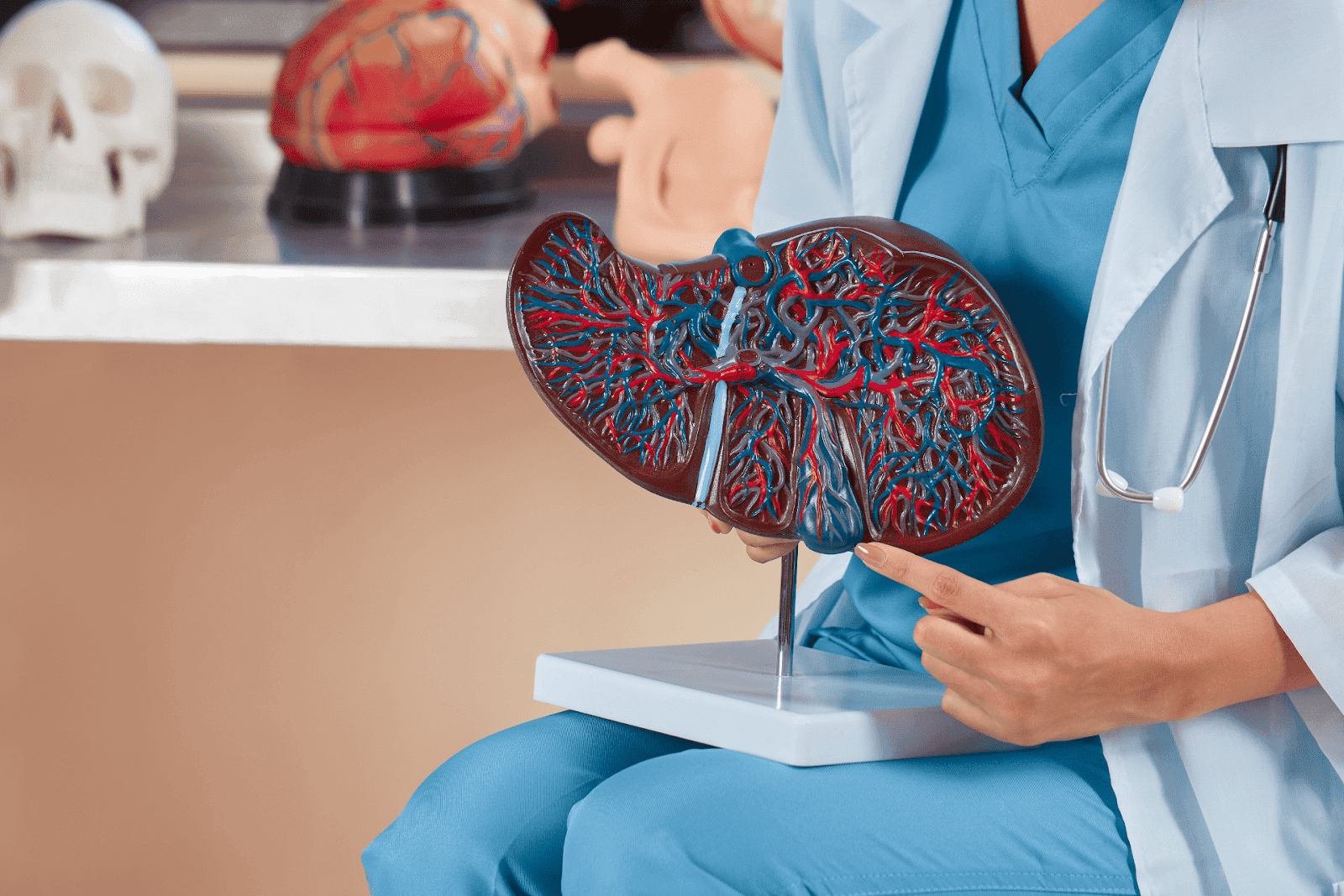 Doctor holding an anatomical liver model with detailed blood vessels