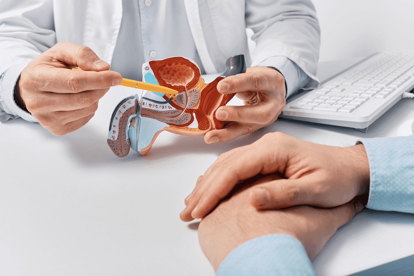 Doctor pointing to the prostate on a male reproductive system model during a medical consultation.