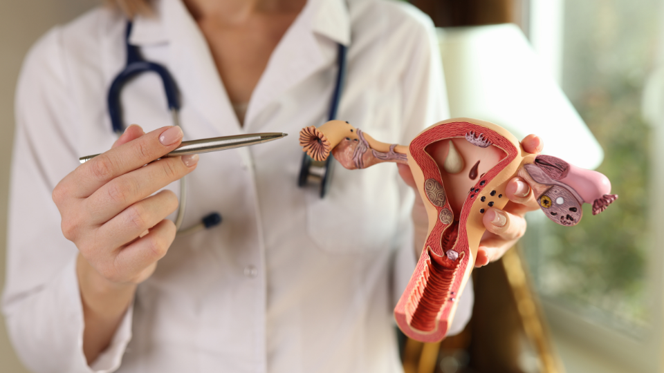 Doctor holding anatomical model of uterus in one hand and pointing to it using a pen in the other hand