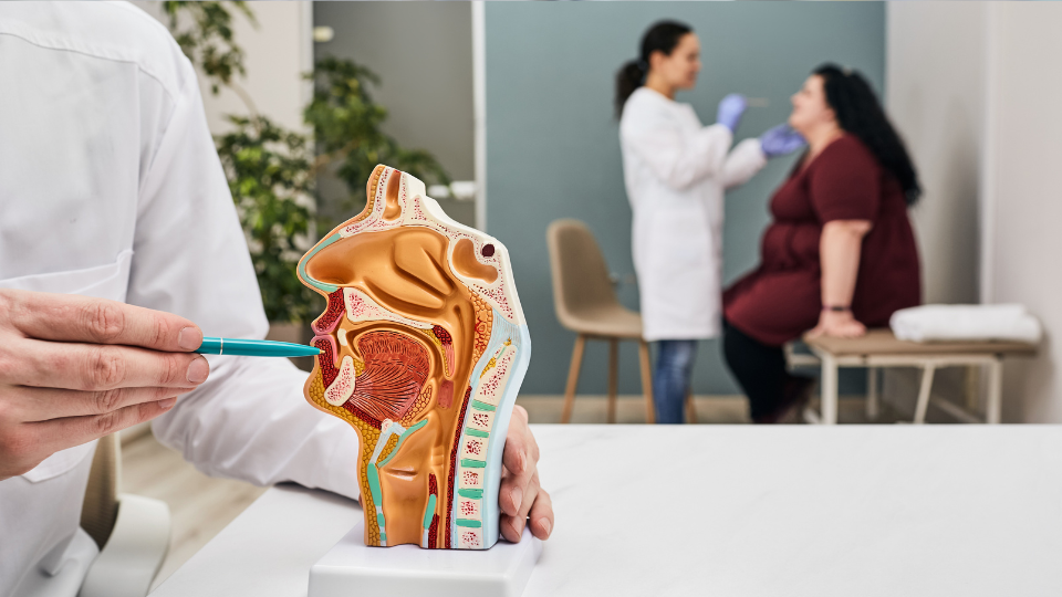 Doctor pointing to an anatomical model of the throat