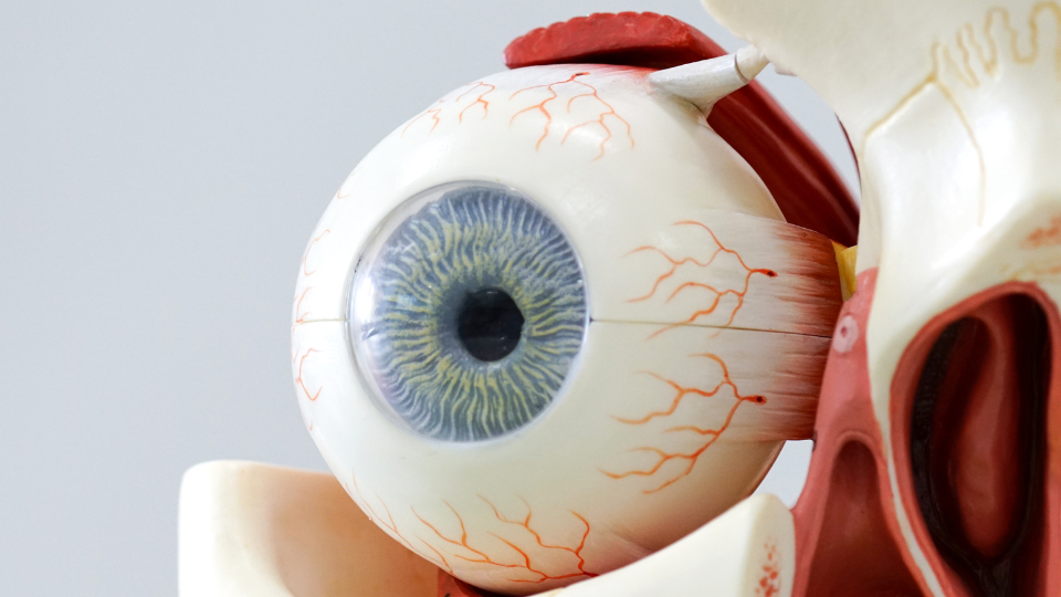 Anatomical model of an eye