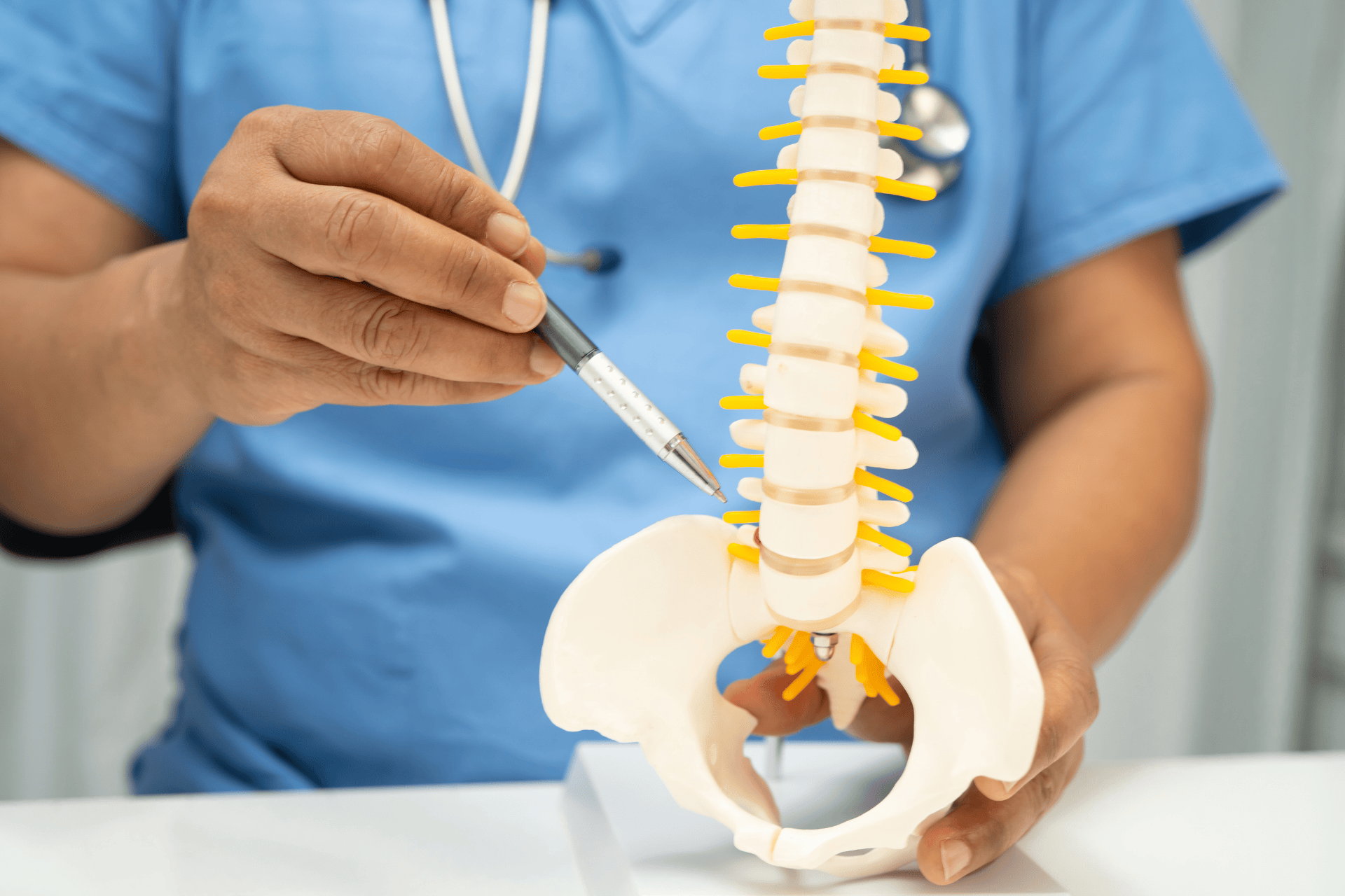 Healthcare professional pointing to a spine and pelvis model to explain spinal anatomy