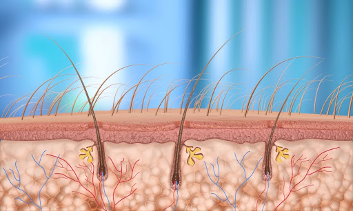 Hair Follicle close up