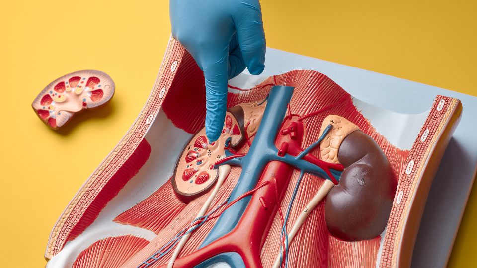 Doctor pointing to anatomical model of a kidney