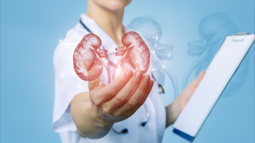 Doctor holding out hand with kidney illustration shown