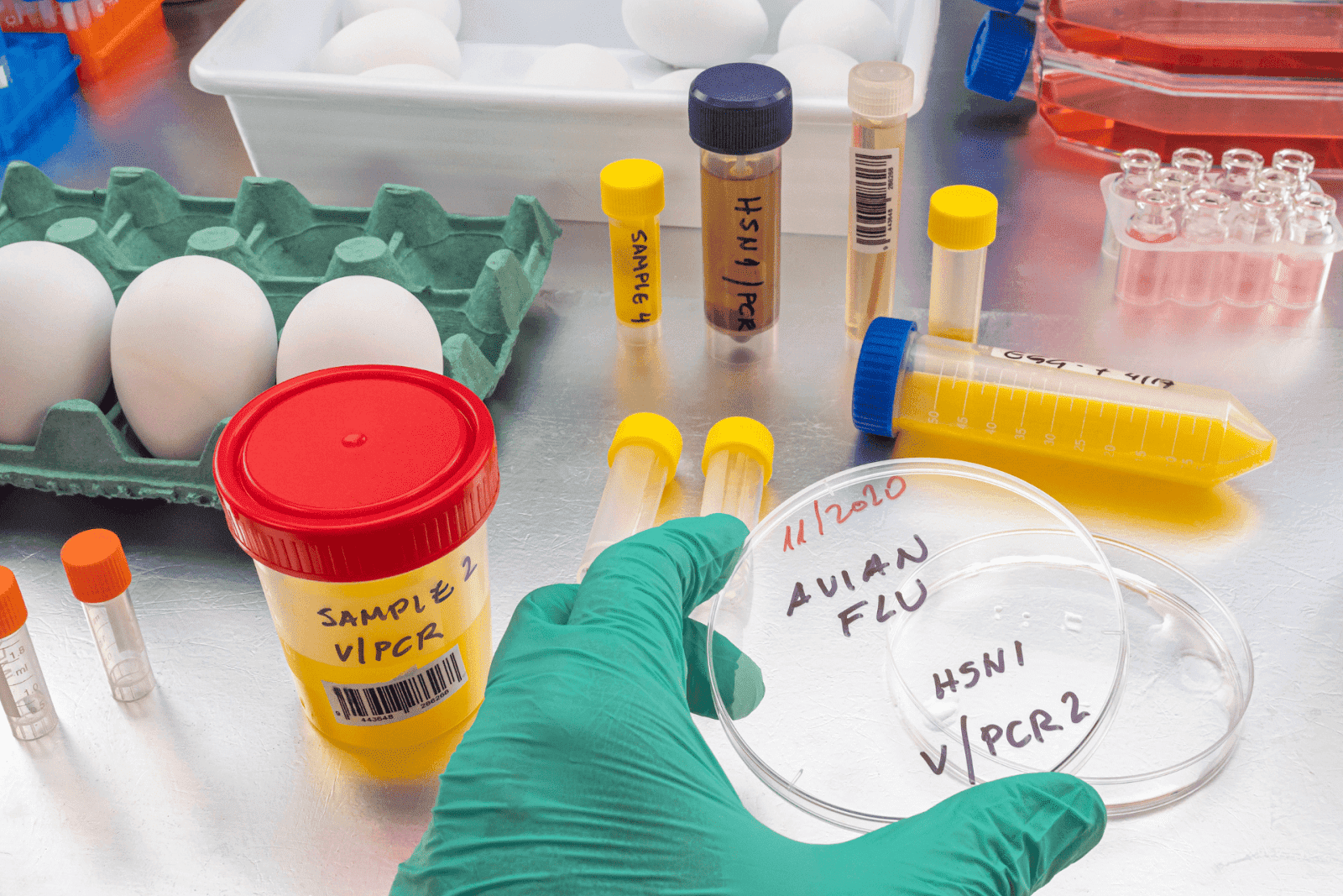 Laboratory bench with eggs, sample tubes, and petri dishes labeled for avian flu testing