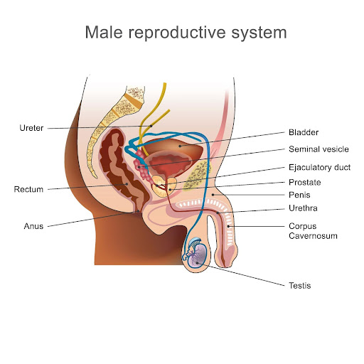 Male Reproductive System