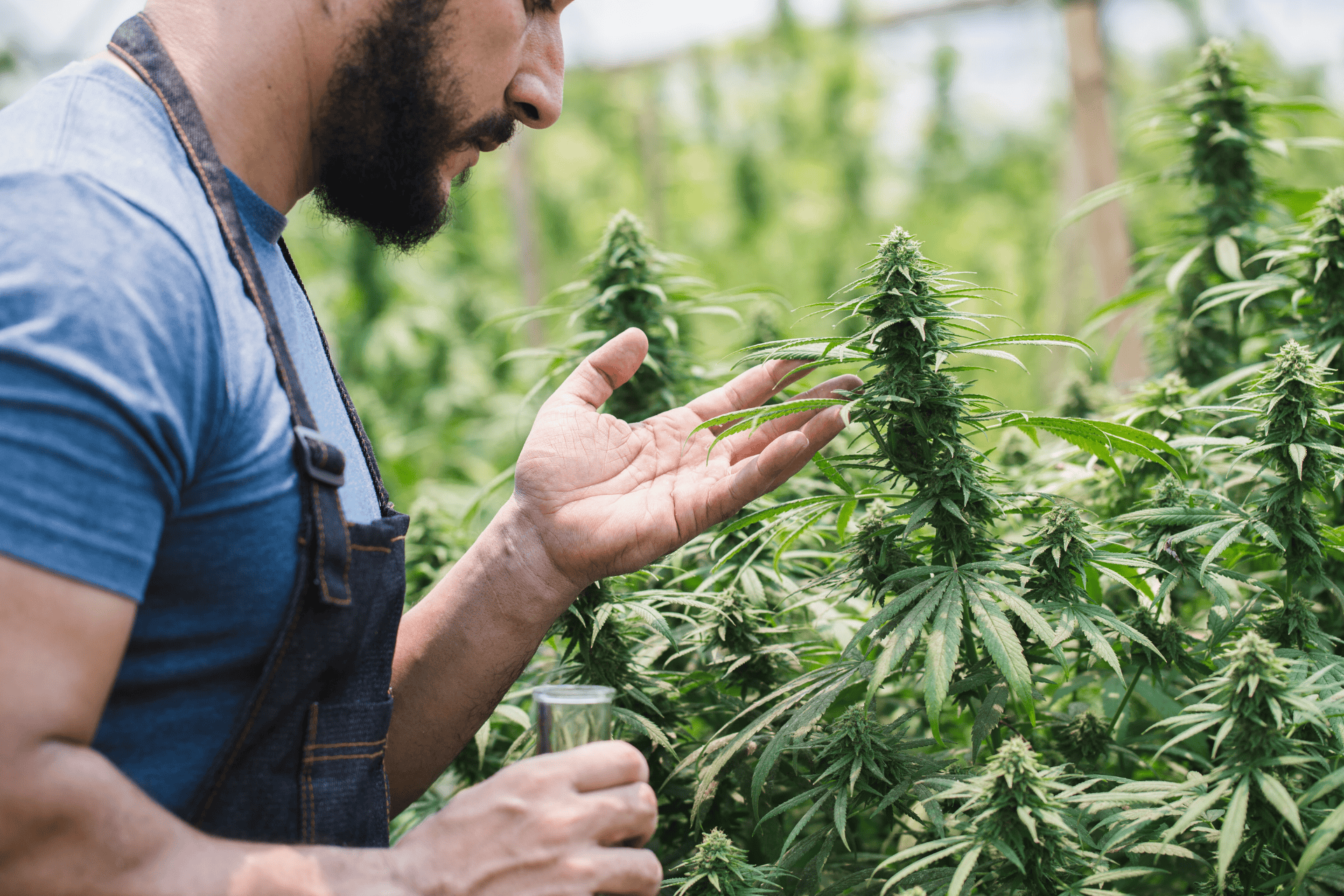 Man inspecting cannabis plants in a greenhouse