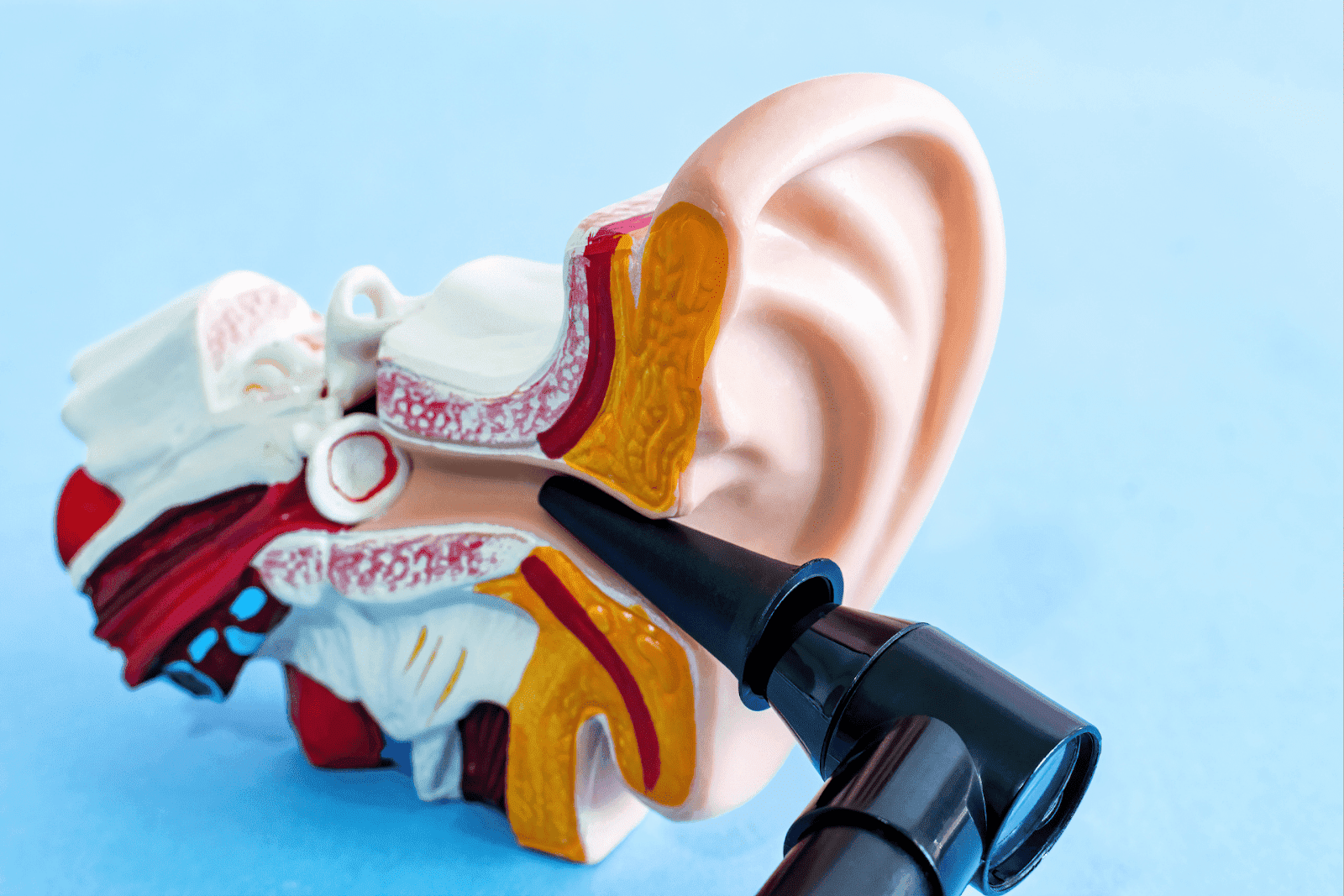 Medical model of the human ear with an otoscope inserted to show inner ear structure