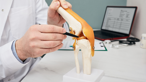 A doctor showing an anatomical model of a knee with its meniscus