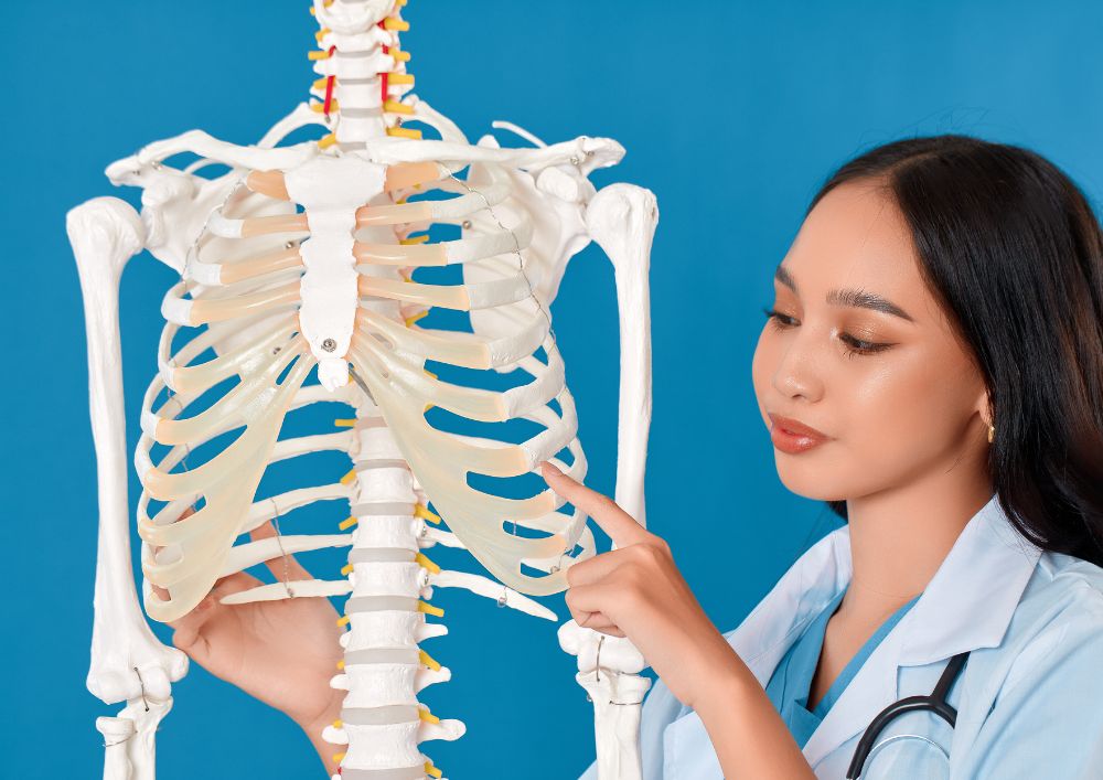 A doctor pointing ribs on a skeleton model