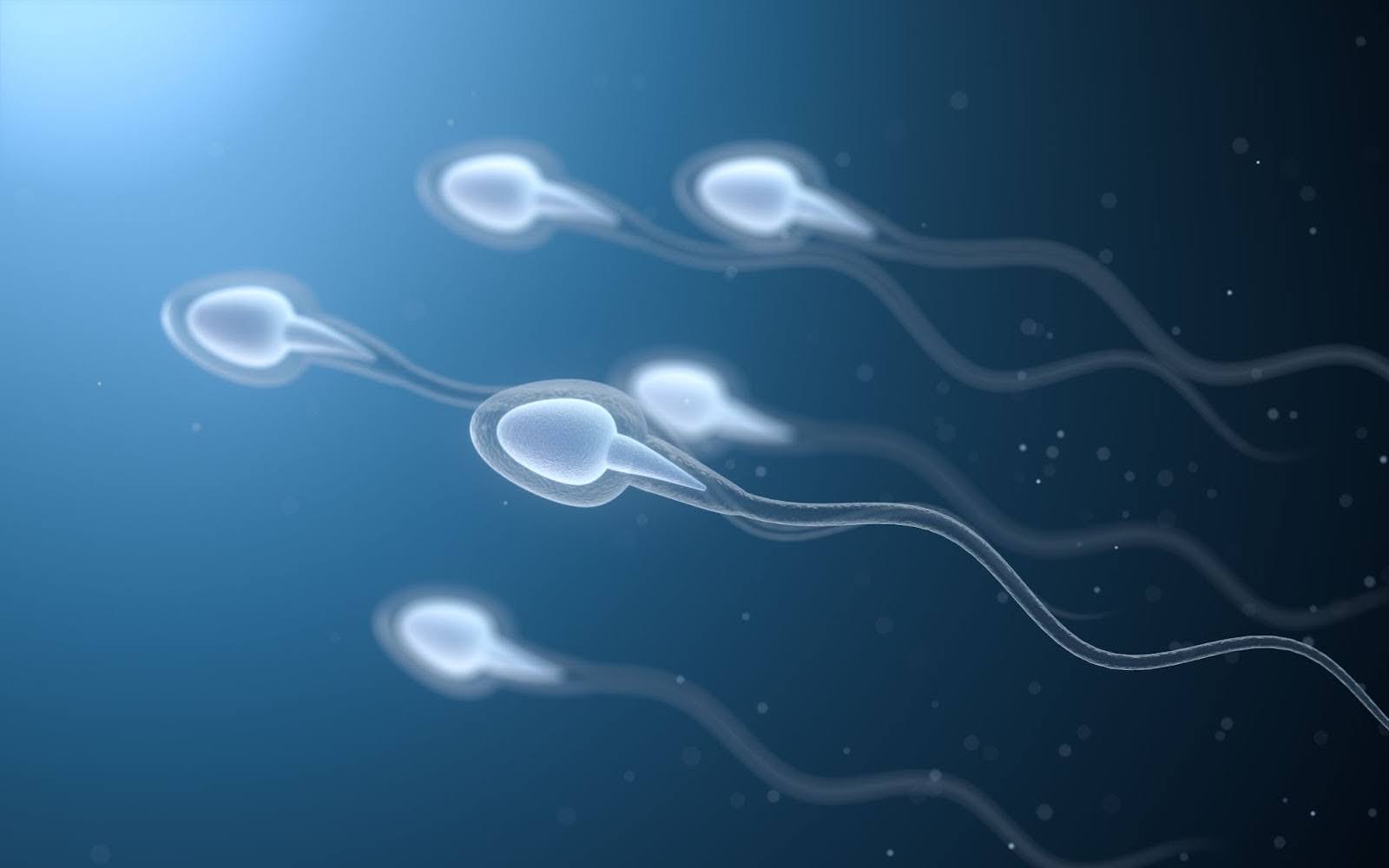 Human sperm 3d rendered image