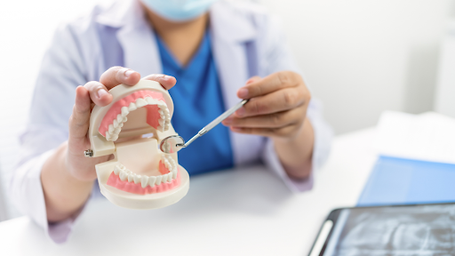 Dentist holding model of mouth and using dental mirror