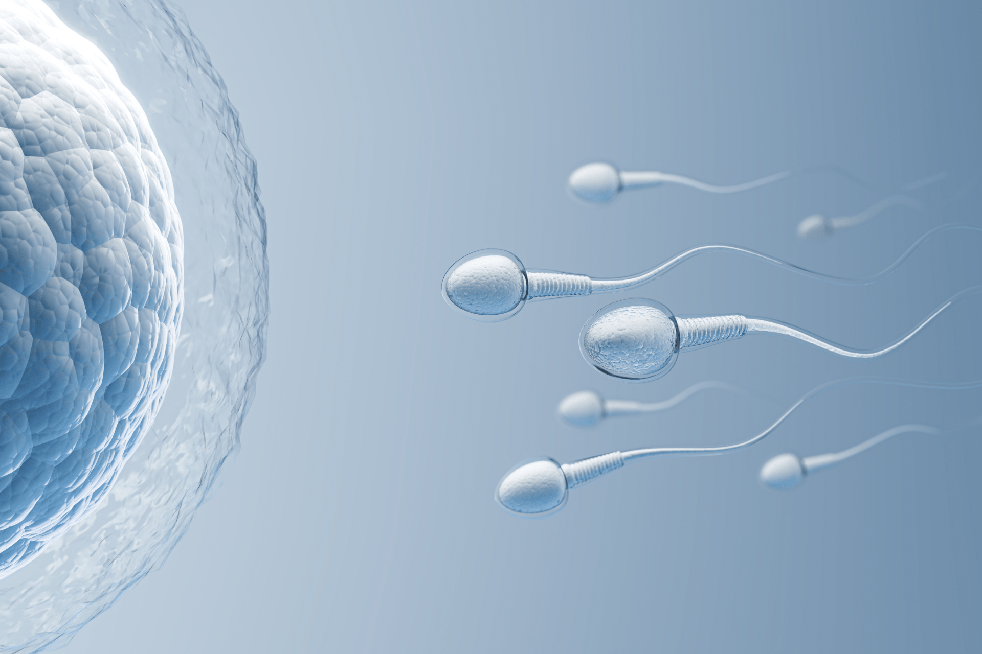 Sperm cells swimming toward an egg cell in a medical illustration.