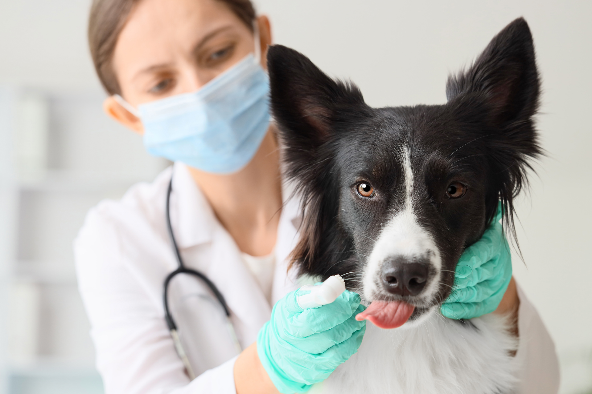 Veterinarian wearing gloves examining a dog’s mouth during a checkup