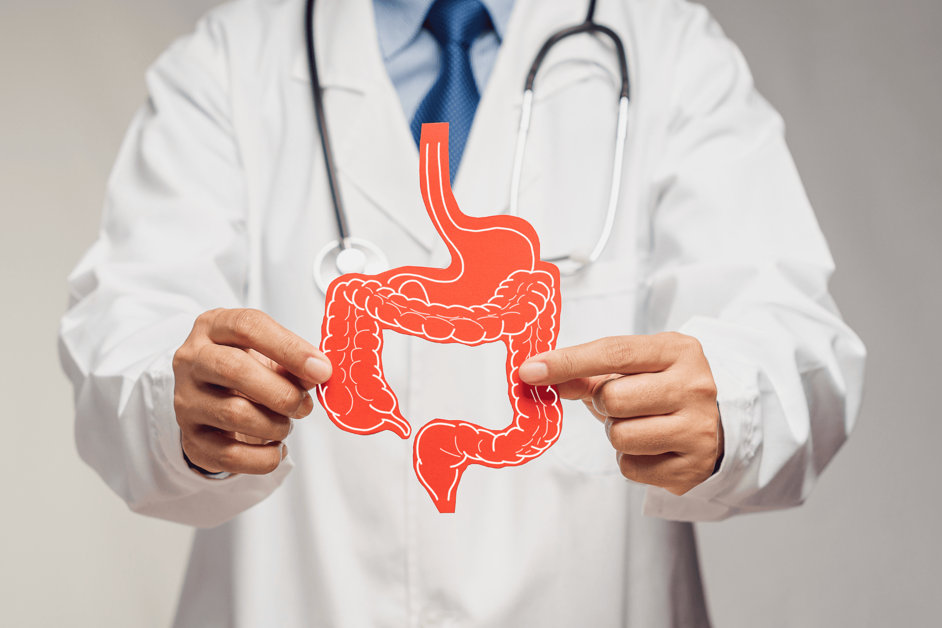 Doctor holding a red paper cutout of the human digestive system.