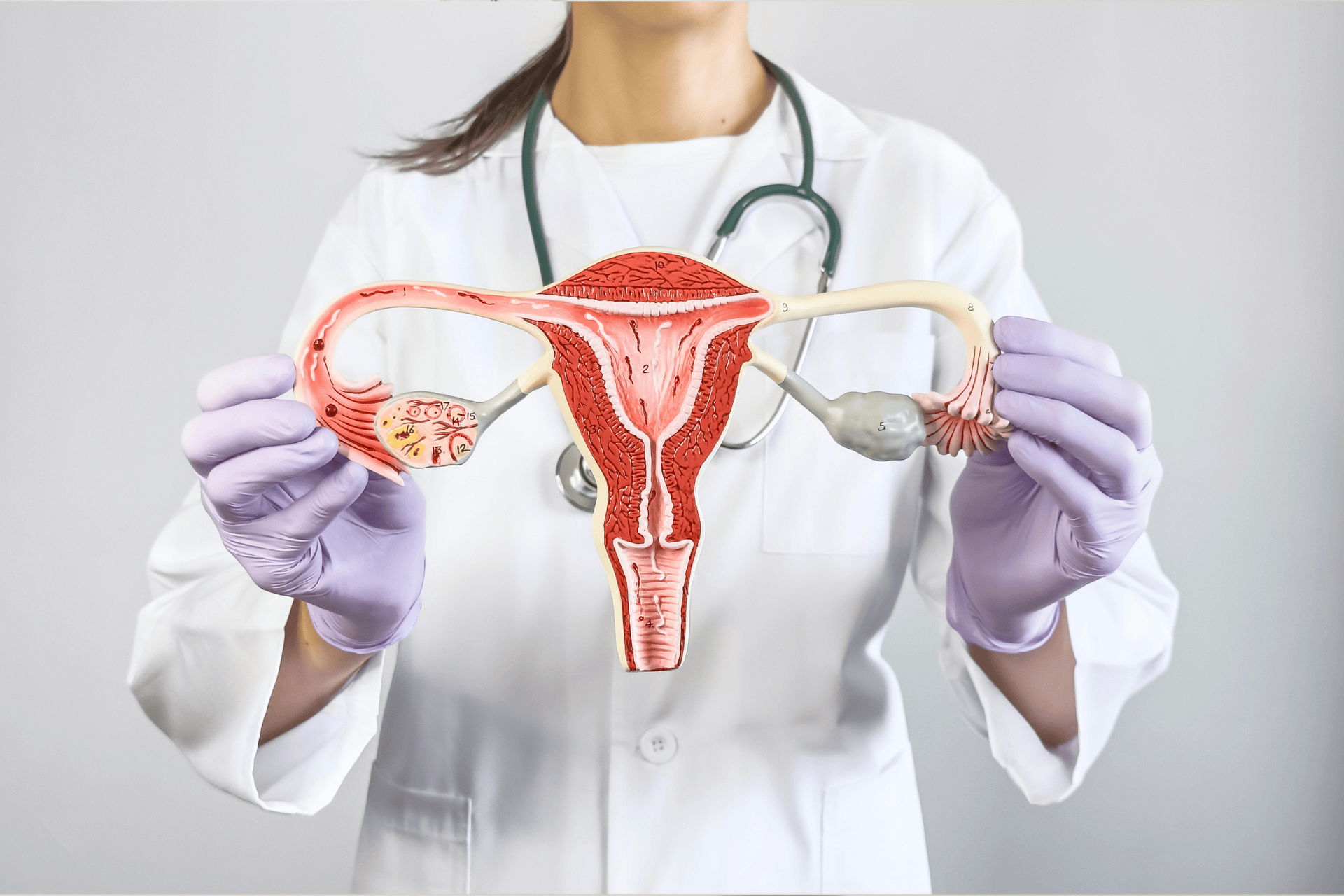 Medical professional holding a model of the female reproductive system.